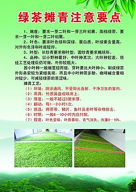 綠茶攤青注意要點圖片