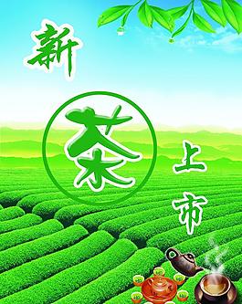 新茶上市图片