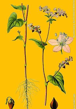 苦蕎花 苦蕎圖片