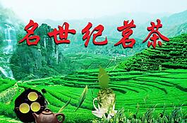 名世紀(jì)茗茶圖片