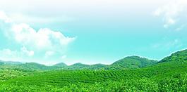 茶山 茶園綠色生態風景圖片