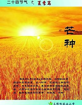 二十四節氣 夏季篇 芒種圖片