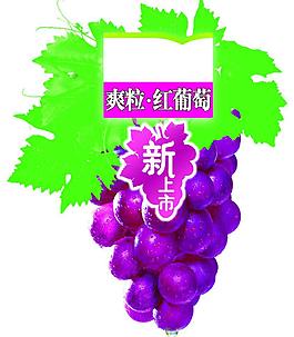 爽粒紅葡萄圖片