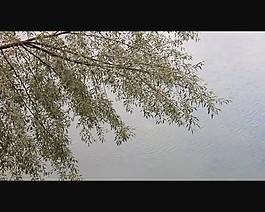 湖水樹木視頻素材素材下載