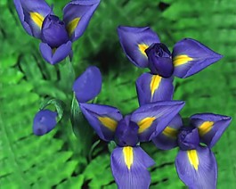 鮮花盛開視頻素材模板下載