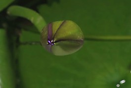 花朵背景視頻