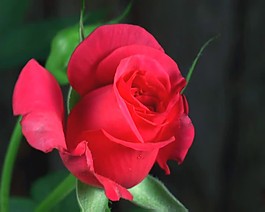 花朵
