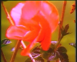 美麗的鮮花