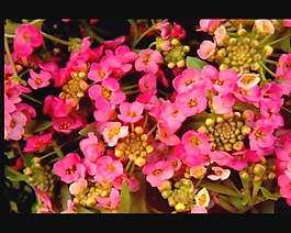 美麗的鮮花模板下載