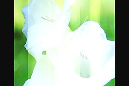 情人節(jié)視頻素材