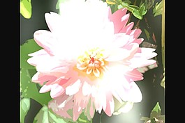 鮮花盛開視頻素材素材下載