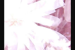 玫瑰花視頻素材