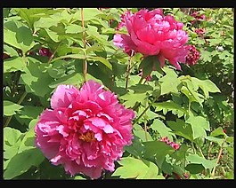 鮮花視頻素材