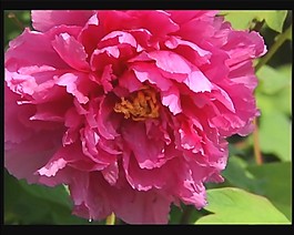 鮮花視頻素材模板下載