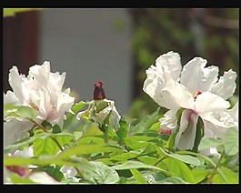鮮花視頻素材素材下載