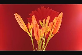 花朵盛開視頻素材