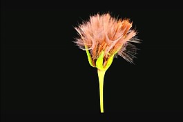 鮮花視頻素材
