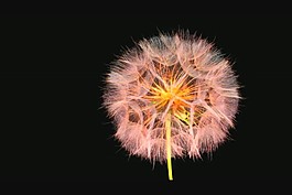 鮮花視頻素材模板下載