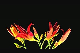 鮮花視頻素材素材下載