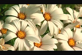 花朵視頻素材