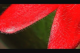 花朵盛開視頻素材