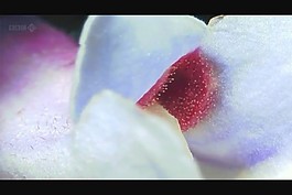 鮮花視頻素材素材下載