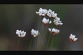 鮮花視頻素材