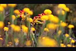 花朵視頻素材