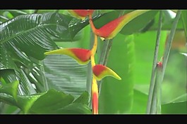 花朵盛開視頻素材