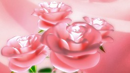 鮮花視頻素材