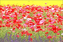 紅色花朵視頻素材