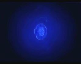 高清視頻