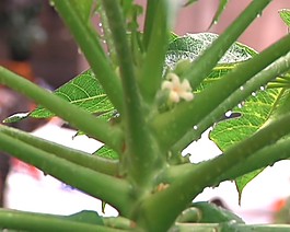 仙人掌視頻素材素材下載