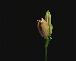 鮮花