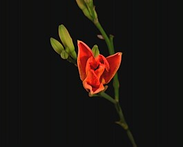 美麗的鮮花