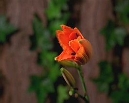 美麗的鮮花模板下載