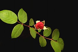 美麗的鮮花模板下載