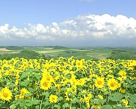 鮮花盛開視頻素材模板下載