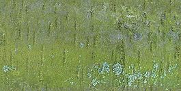 苔鮮樹皮