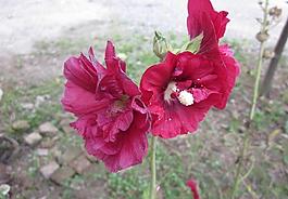 蜀葵圖片