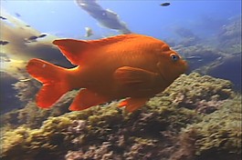 海洋生物素材下載