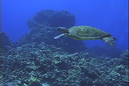 海洋生物模板下載
