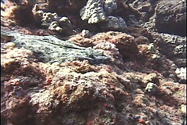 海底世界
