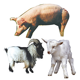 動物