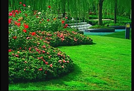 小區花臺視頻素材