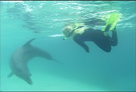 海洋生物素材下載