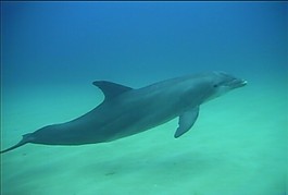 海洋生物模板下載