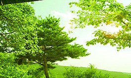 風(fēng)景