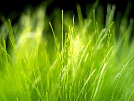 植物PPT模板