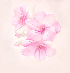 裝飾花